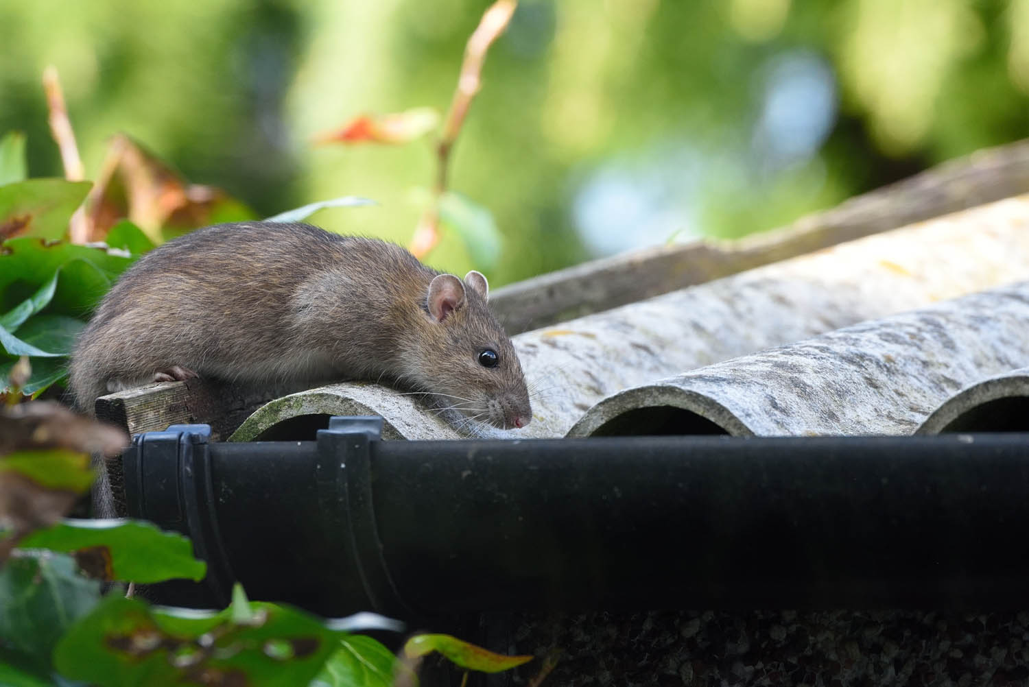Punaises, souris, rats: Les nuisibles sont parmi nous