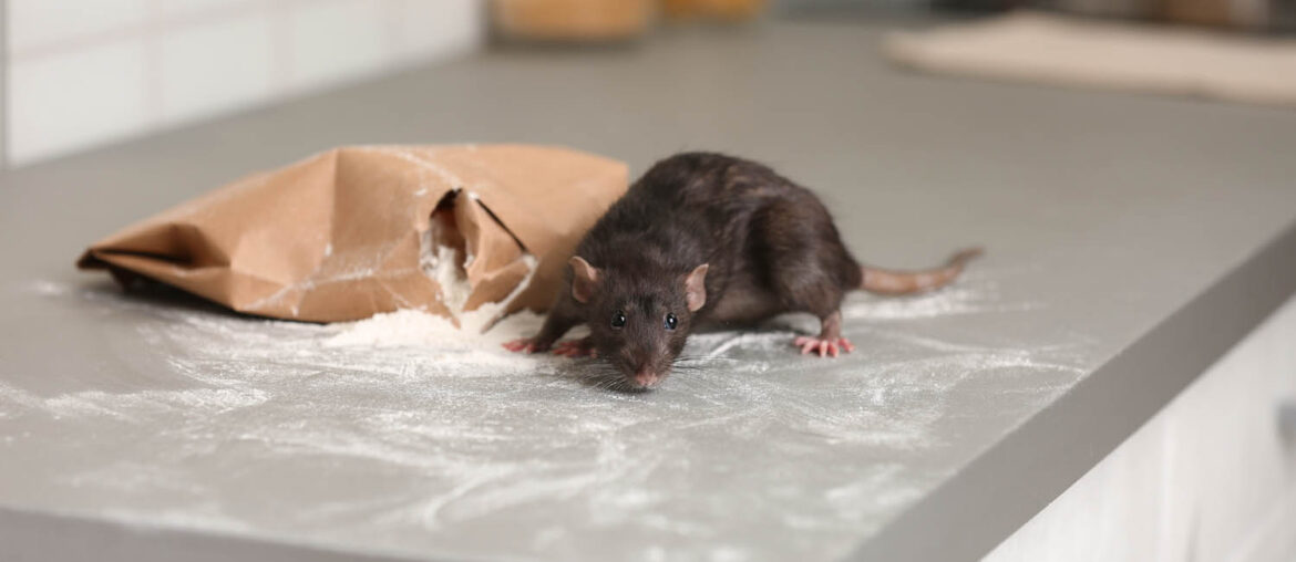 Comment se débarrasser des souris ? 