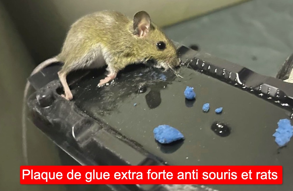 plaque glue extra forte anti souris