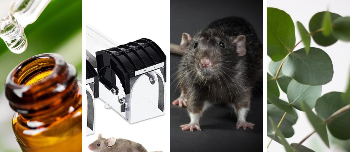 repulsifs rats et souris