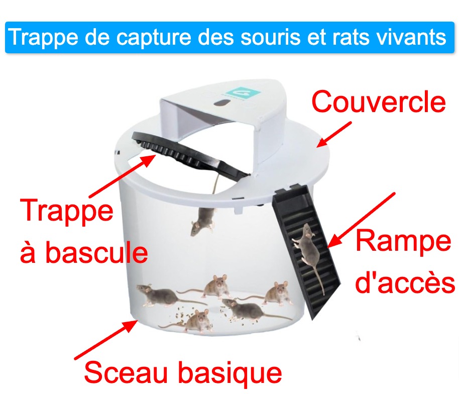 Trappe de capture des souris et rats vivants